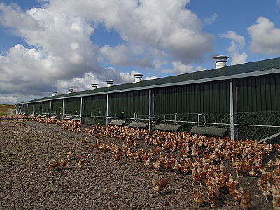 Poultry Unit - BHC Agricultural Steelwork Contractor