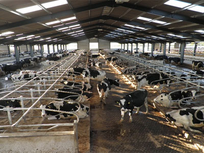 Dairy Farm Construction - BHC Agricultural Steelwork Contractor