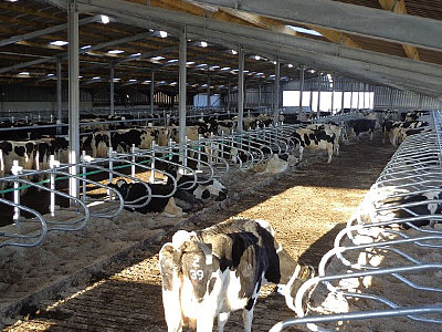 Dairy Farm Construction - BHC Agricultural Steelwork Contractor
