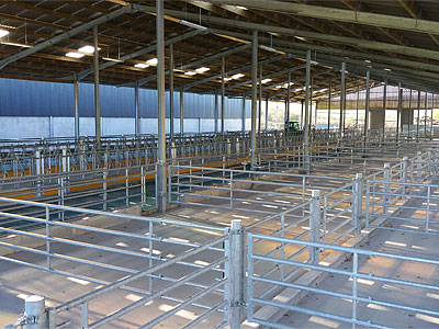 Cattle Shed Construction - BHC Agricultural Steelwork Contractor