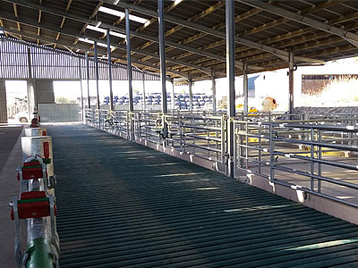 Cattle Shed Construction - BHC Agricultural Steelwork Contractor